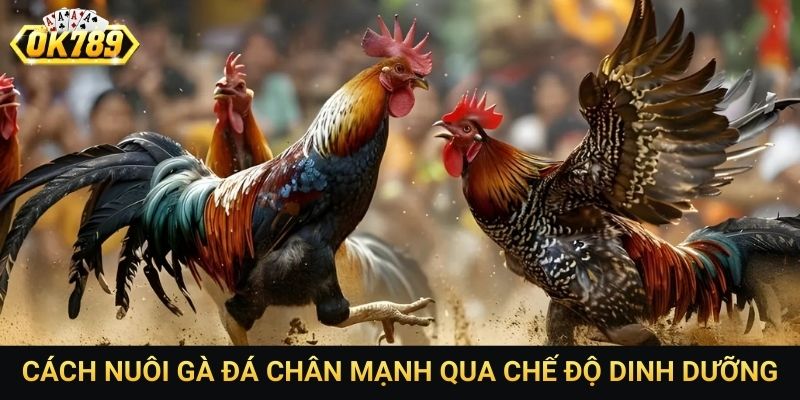 Cách nuôi gà đá chân mạnh qua chế độ dinh dưỡng