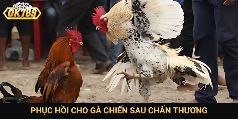 Phục hồi cho gà chiến sau chấn thương