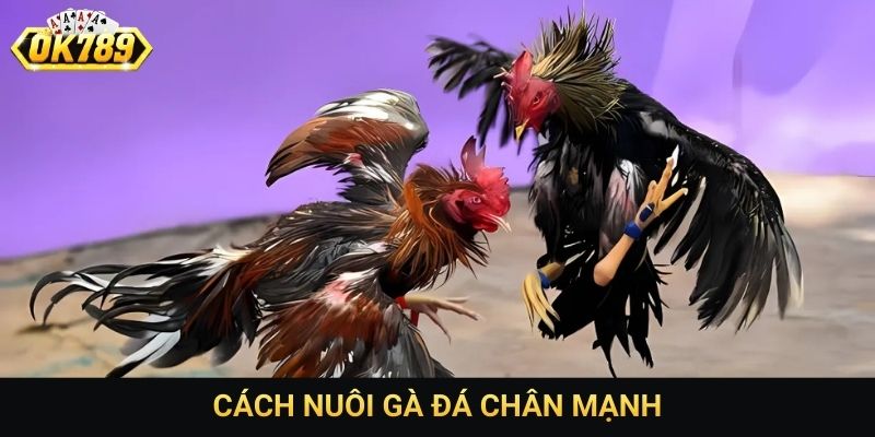 Cách nuôi gà đá chân mạnh