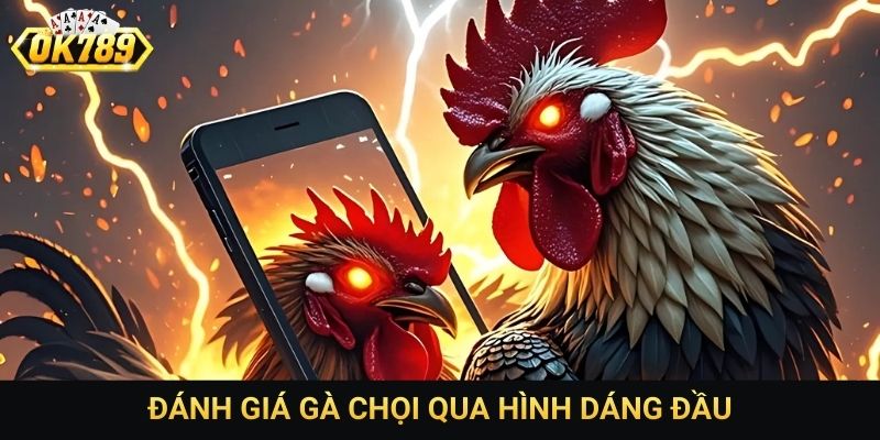 Đánh giá gà chọi qua hình dáng đầu
