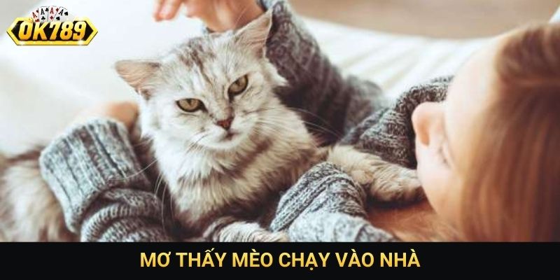 Mơ thấy mèo chạy vào nhà